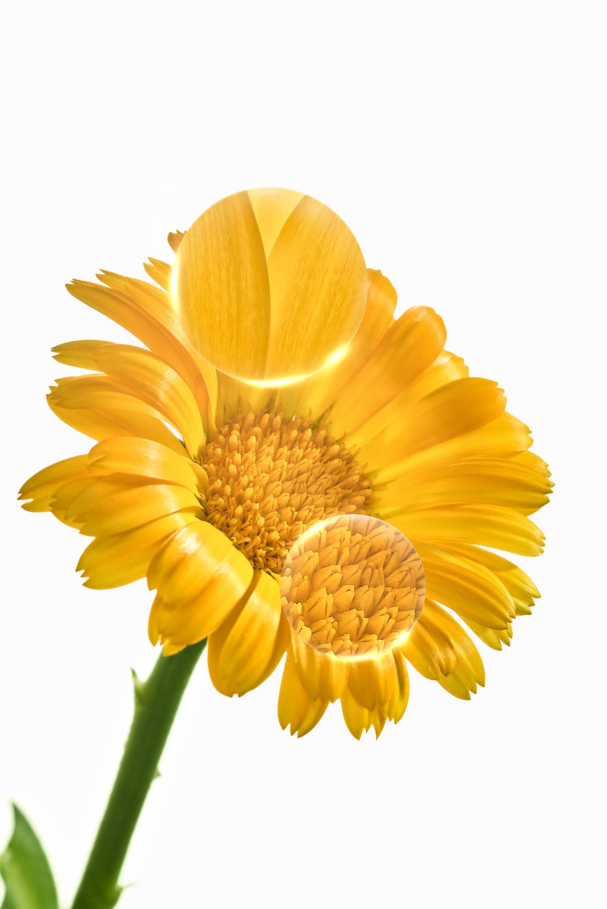 Calendula plante